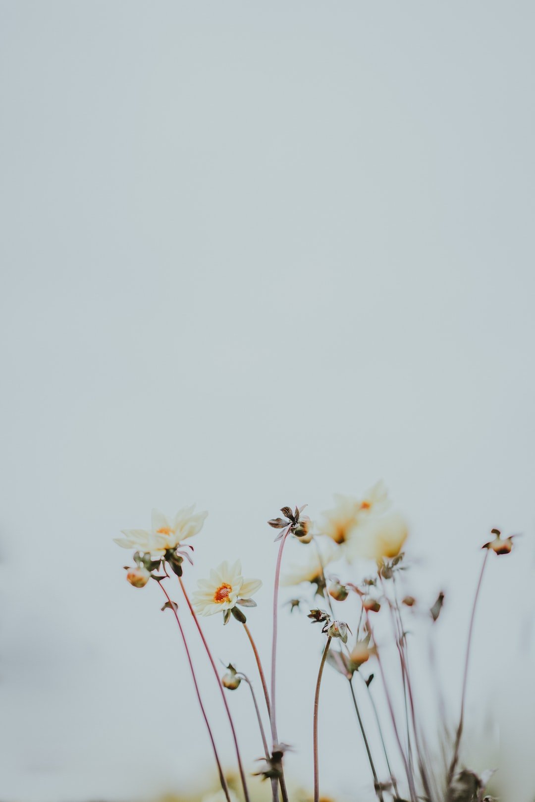 Flower Meanings and Symbolism: What Does Your Bouquet Say? Amorossa Flowers And Their Meanings