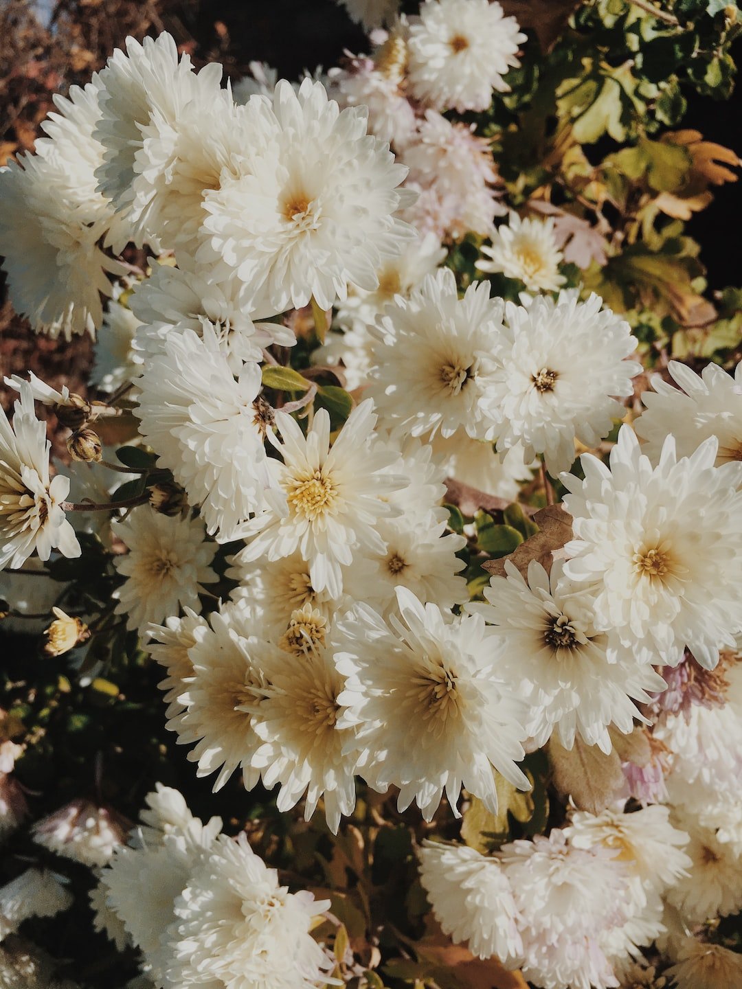 The Blooming Beauties: The Best Flowers for Decorating Your Home