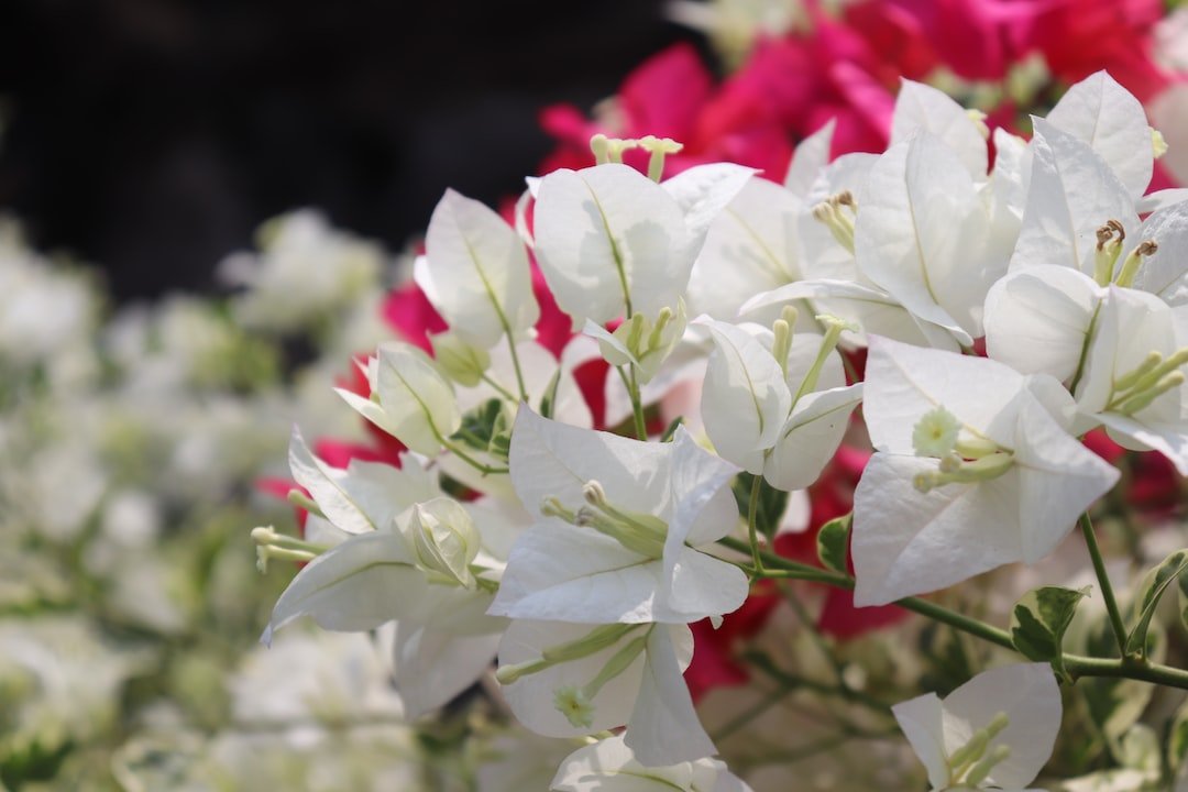 The Blooming Beauty: Mastering the Art of Creating DIY Floral Arrangements - Amorossa Floral Bouquet
