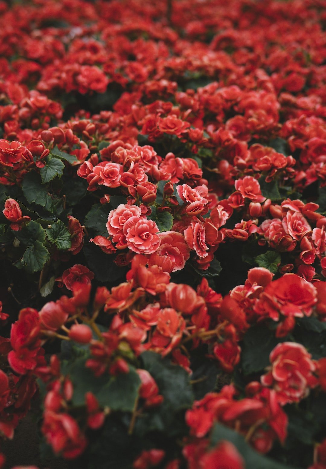 The Blooming Seasons: Stay in Style with Floral Trends All Year Round