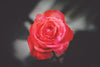 The Language of Flowers: Unveiling the Symbolism Behind Different Flower Colors - AMOROSSA