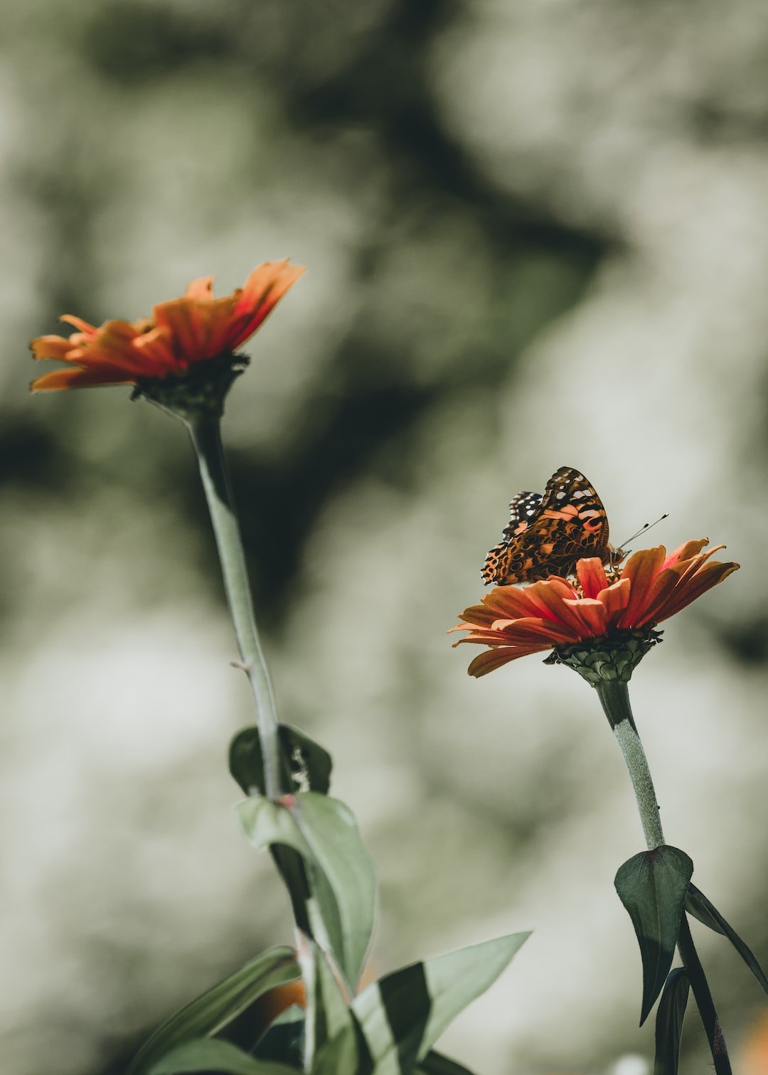 The Language of Flowers: What Each Flower Represents