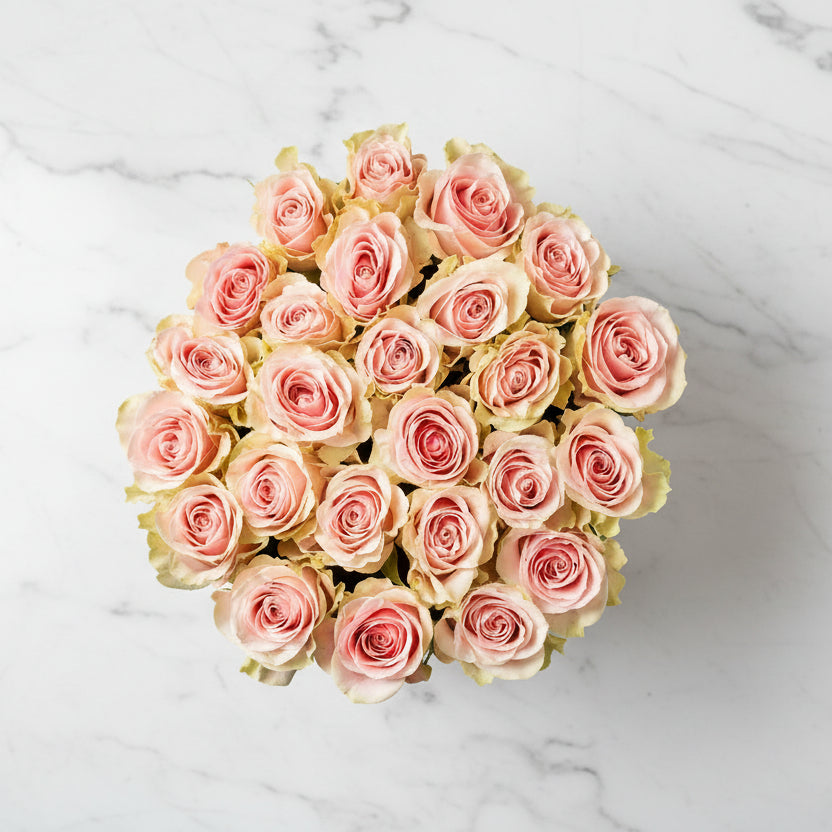 VAROD 24 - Cream Box