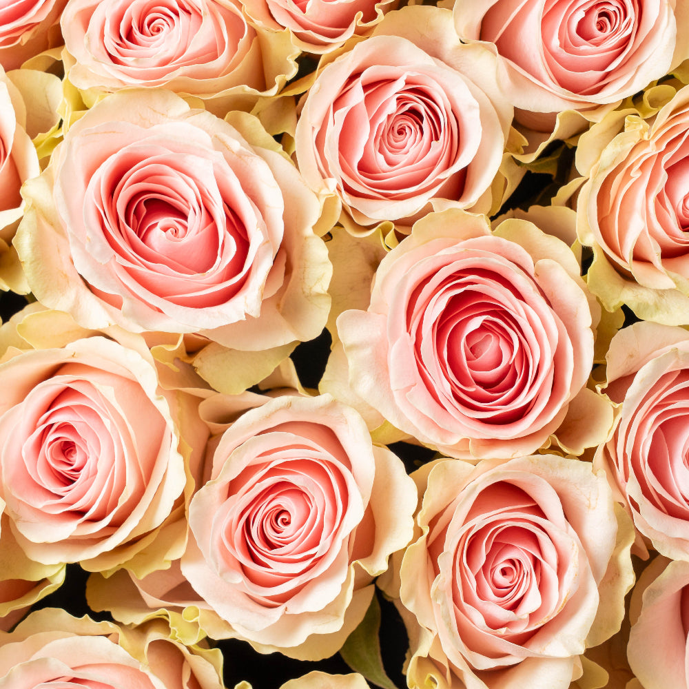 VAROD 24 - Cream Box