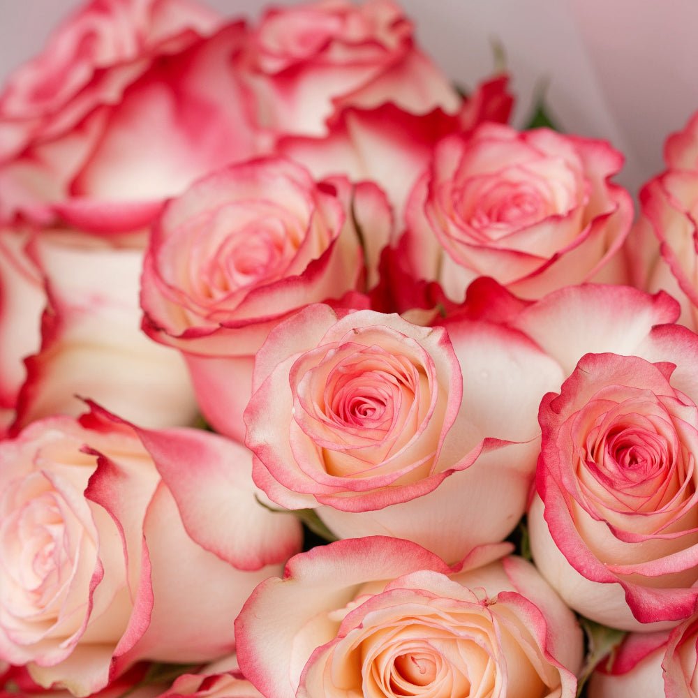 Regala Bouquet 24 Pure Blush - AMOROSSA