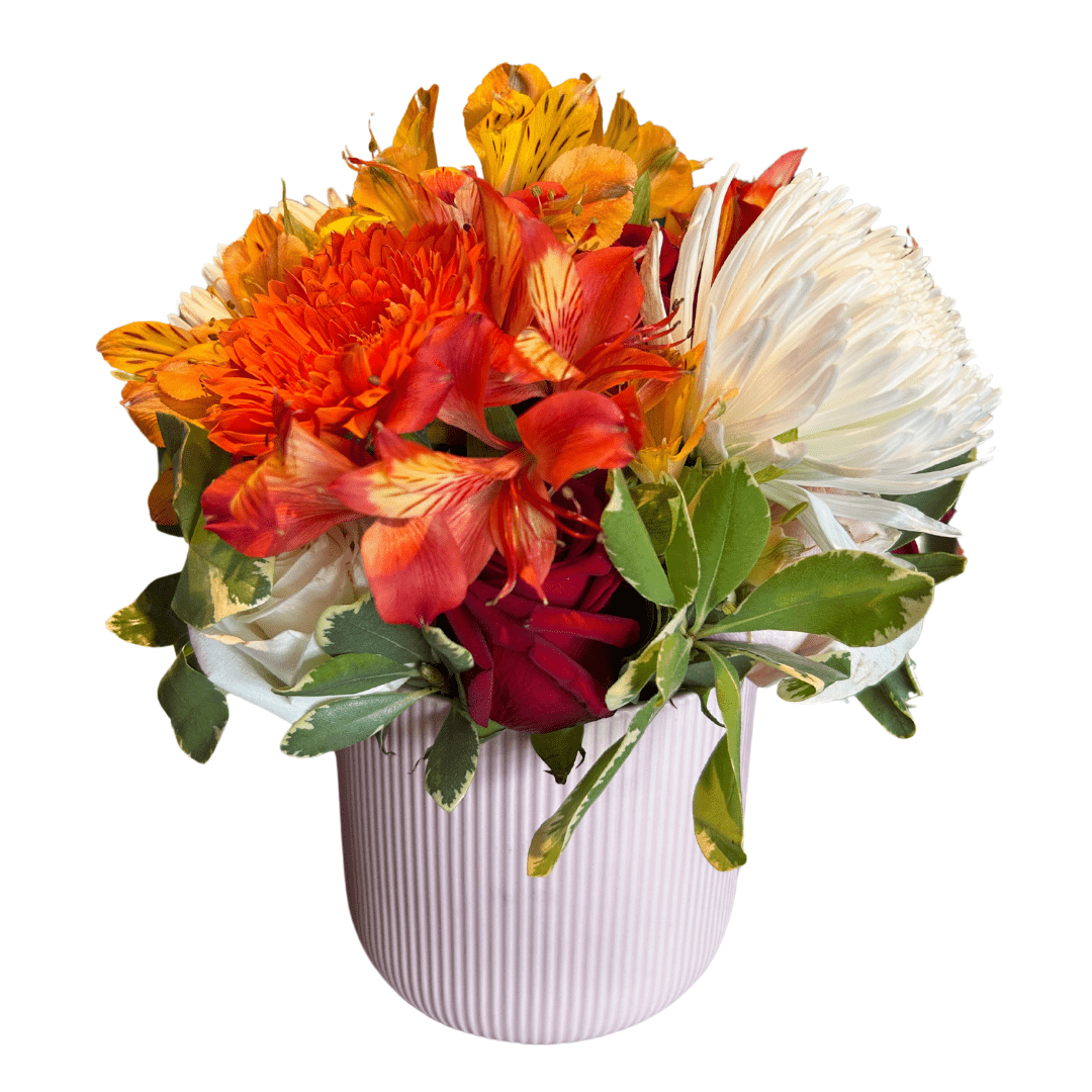 Regala Carnaval 12 - Mothers Day Special Edition - AMOROSSA