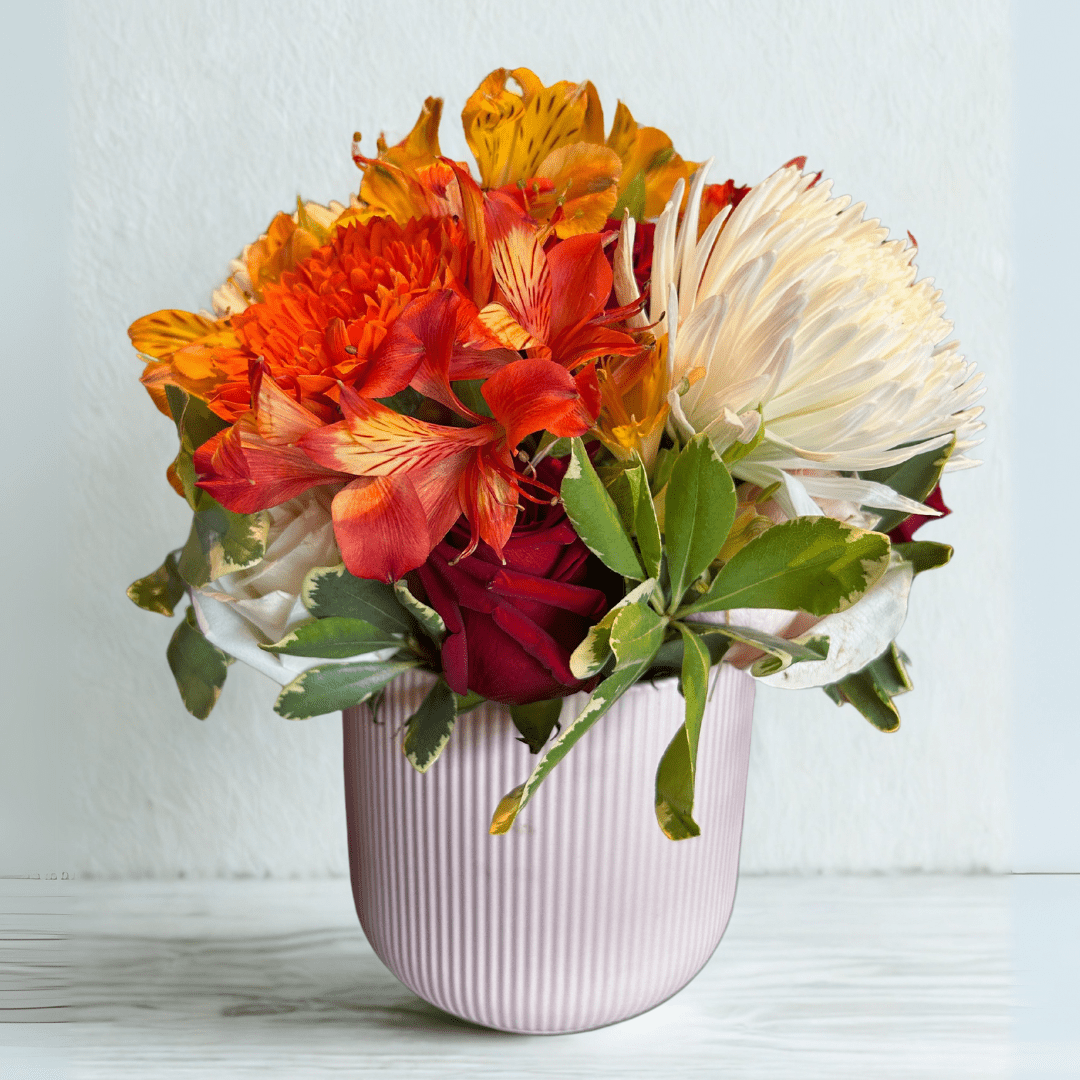 Regala Carnaval 12 - Mothers Day Special Edition - AMOROSSA