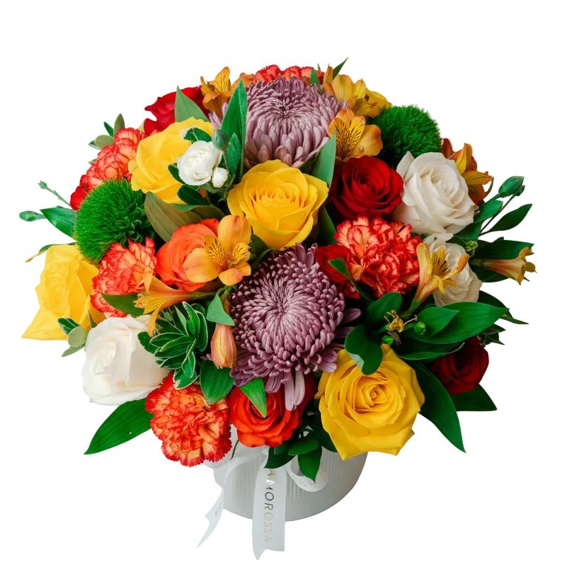 Regala Celebration 24 Ceramic - AMOROSSA