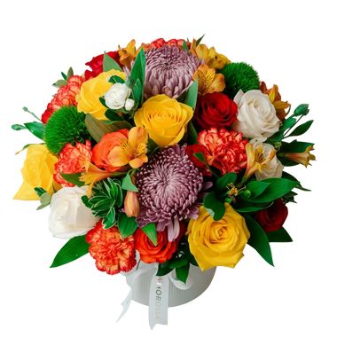 Regala Celebration 24 Ceramic - AMOROSSA