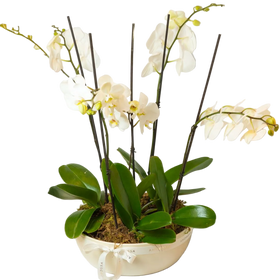 Regala Crown Orchids - Multiple - AMOROSSA