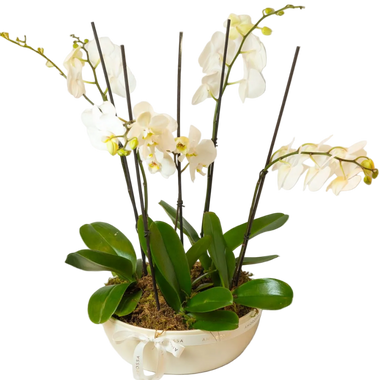 Regala Crown Orchids - Multiple - AMOROSSA