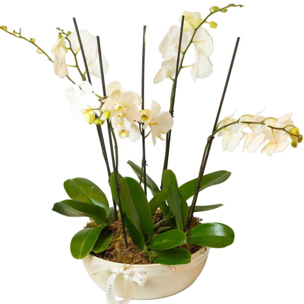Crown Orchids - Multiple