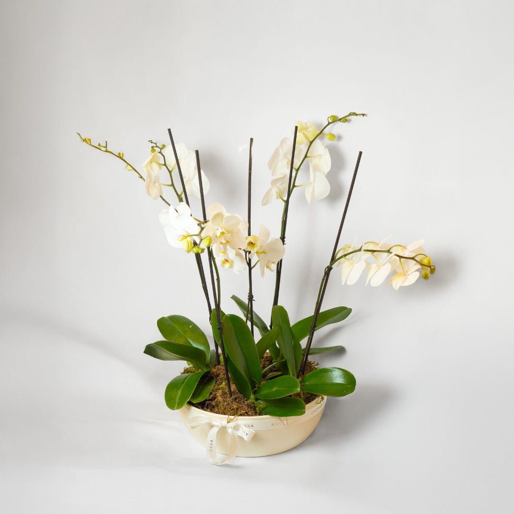 Regala Crown Orchids - Multiple - AMOROSSA