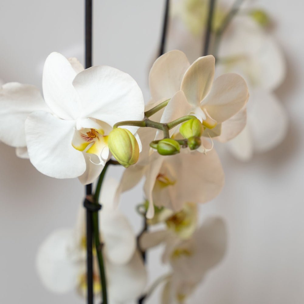 Regala Crown Orchids - Multiple - AMOROSSA