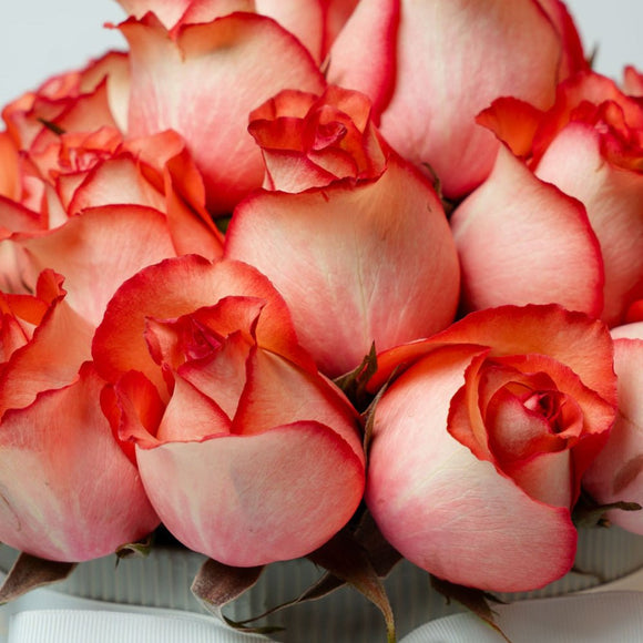 Regala Orange Breeze - AMOROSSA