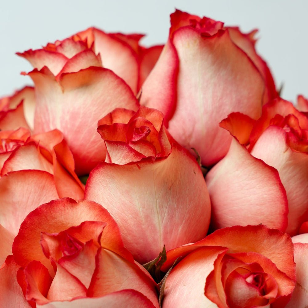 Regala Orange Breeze - AMOROSSA