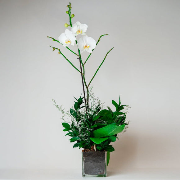 AMOROSSA - Orquídea Single - Orquídea blanca con hojas verdes y detalles florales para regalar flores con delivery rápido de flores.