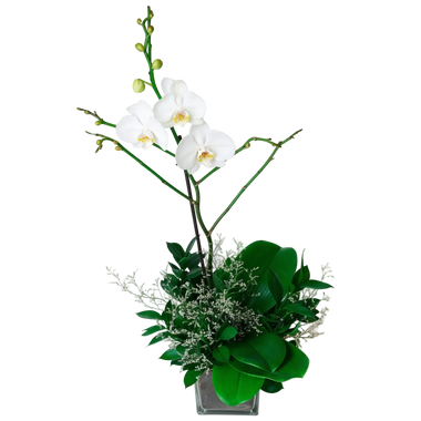 AMOROSSA - Orquídea Single - Orquídea blanca con hojas verdes y detalles florales para regalar flores con delivery rápido de flores.
