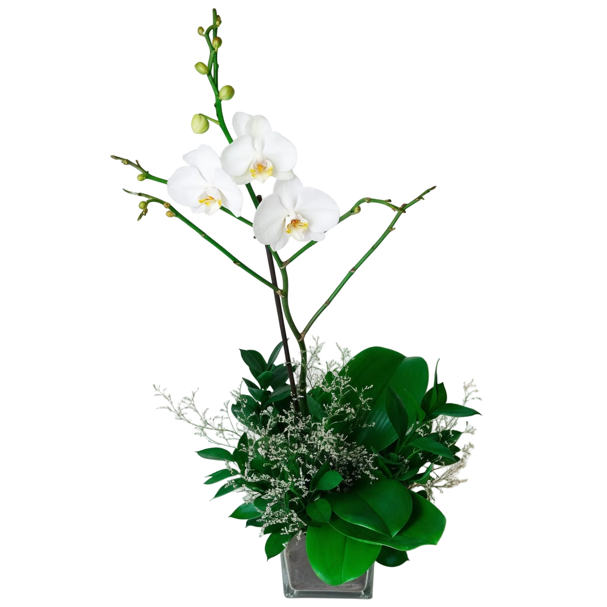 Orquídea Single