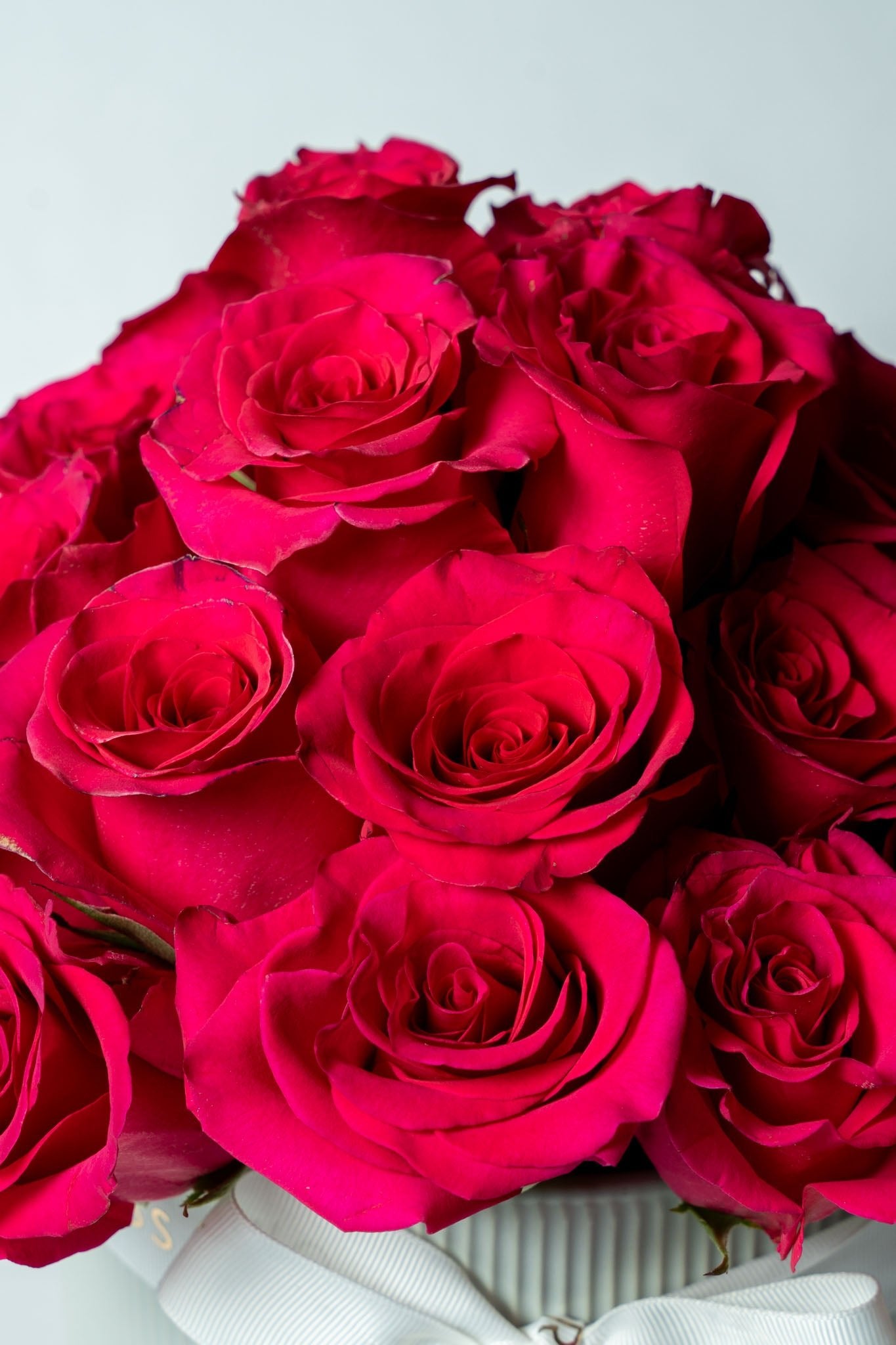 Regala Pink Breeze - AMOROSSA