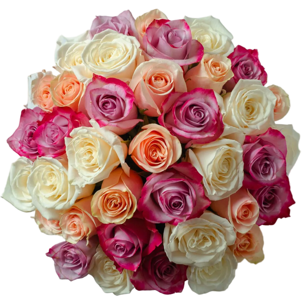 PRIMAVERA 36