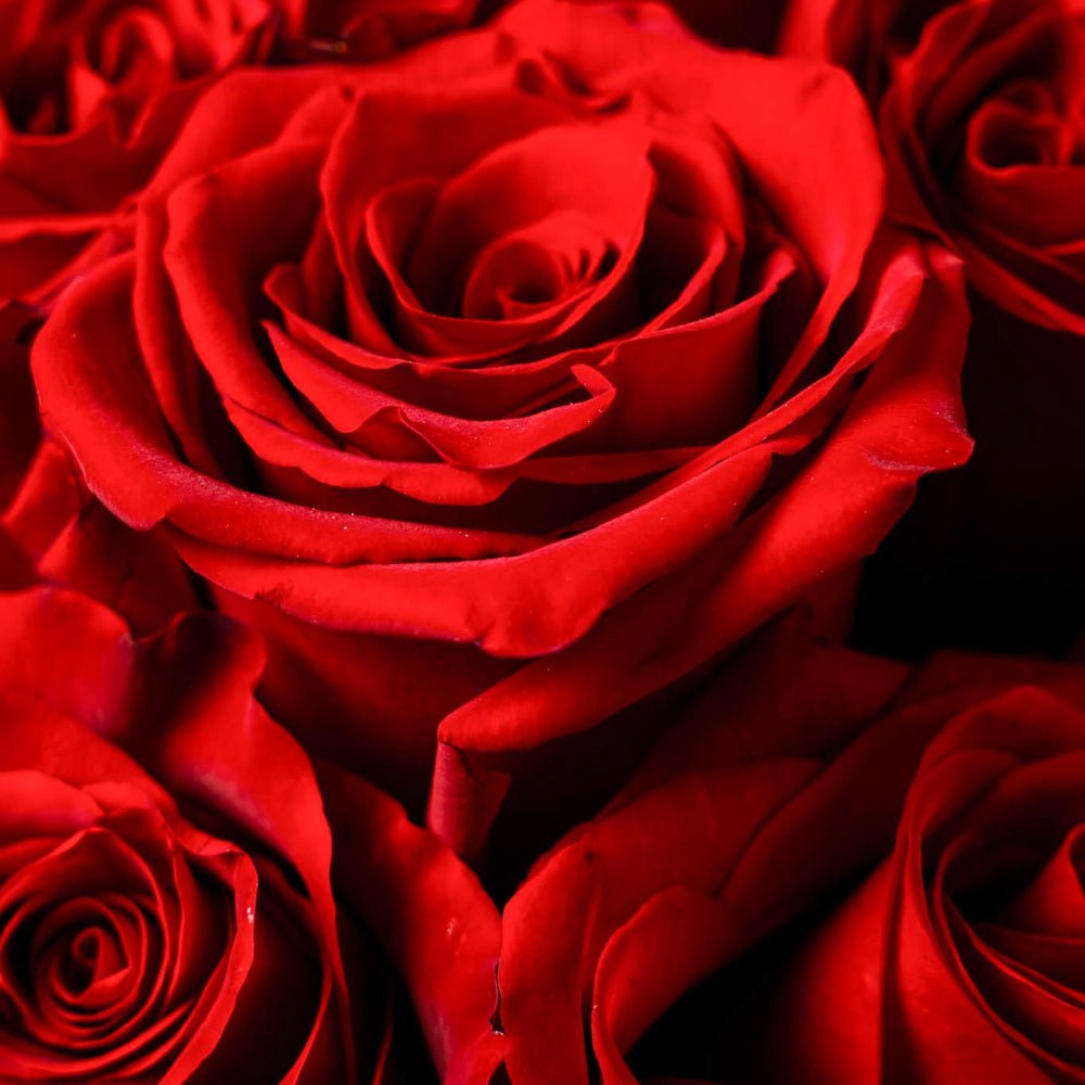 Regala Red Breeze - AMOROSSA