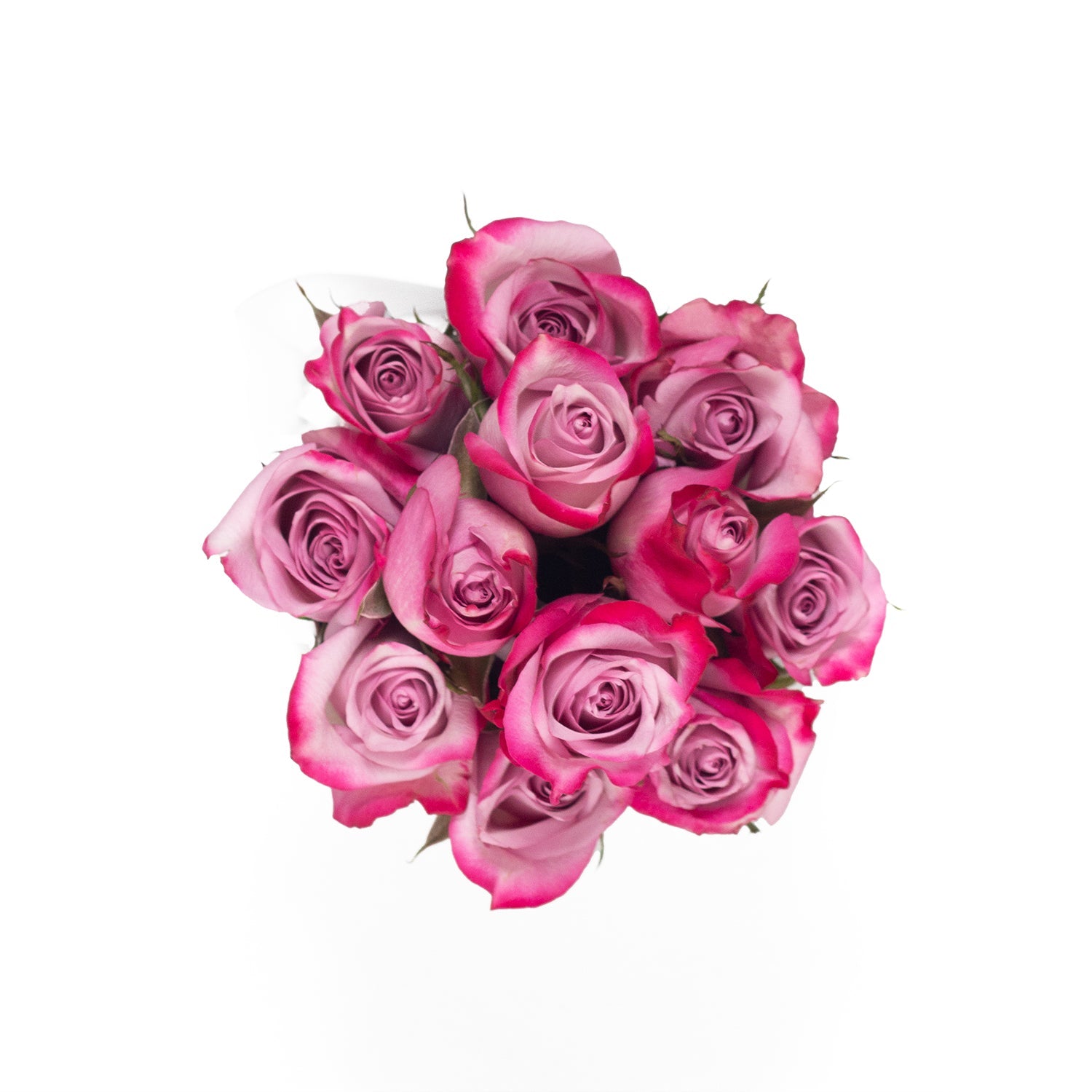 Regala SAGOL 12 - AMOROSSA