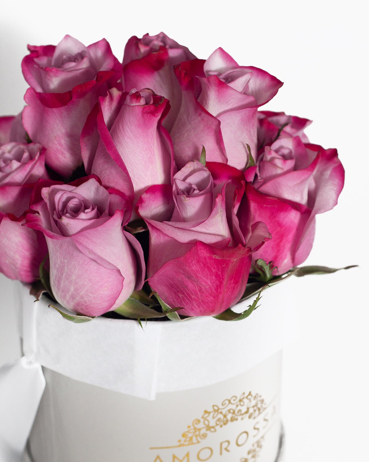 Regala SAGOL 12 - AMOROSSA