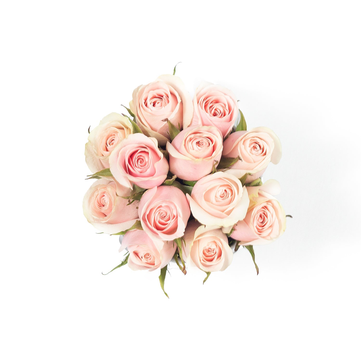 Regala VAROD NOVIA 12 - AMOROSSA