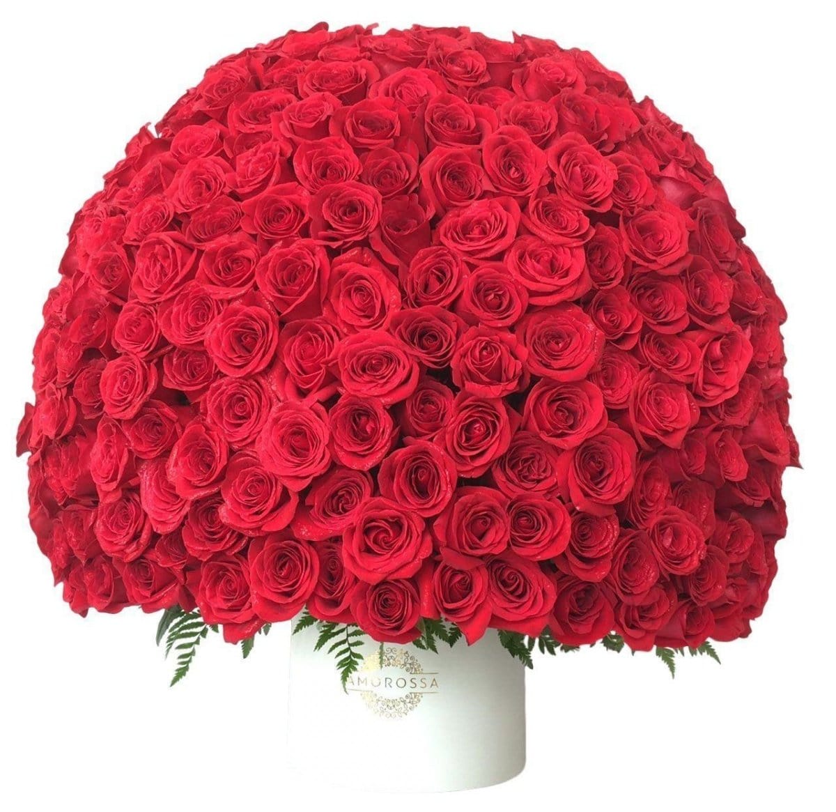 Regala AMOROSSA 500 - AMOROSSA