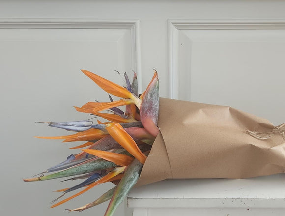 Regala Aves de paraiso - AMOROSSA