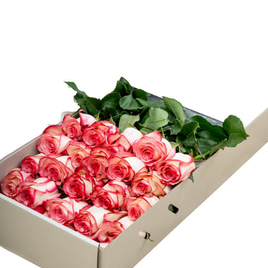 Regala Carrousel Rose Box - AMOROSSA