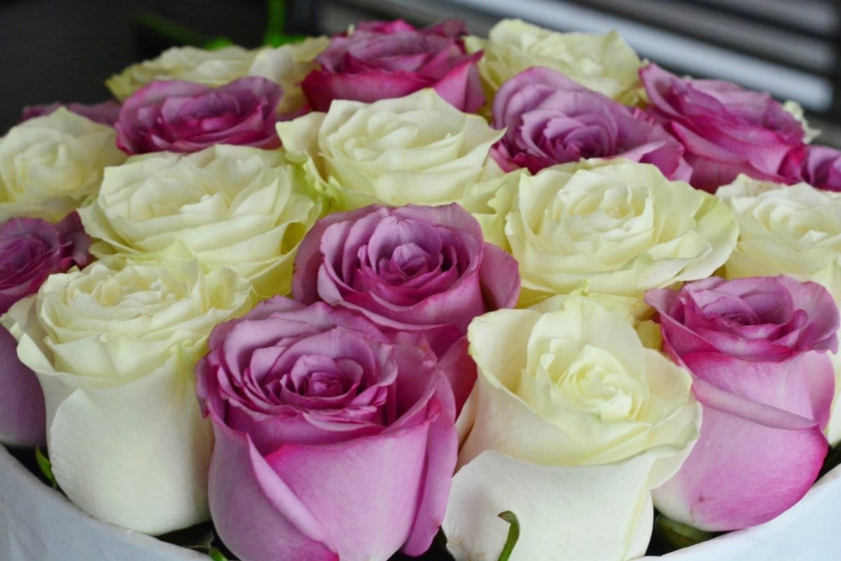 Regala Creme Sagol - AMOROSSA