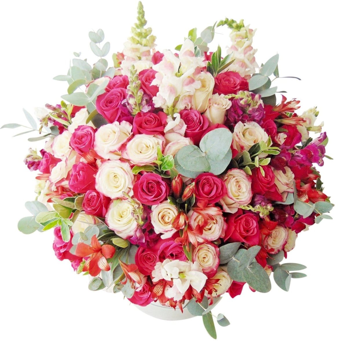 Regala Extravaganza 150 - AMOROSSA