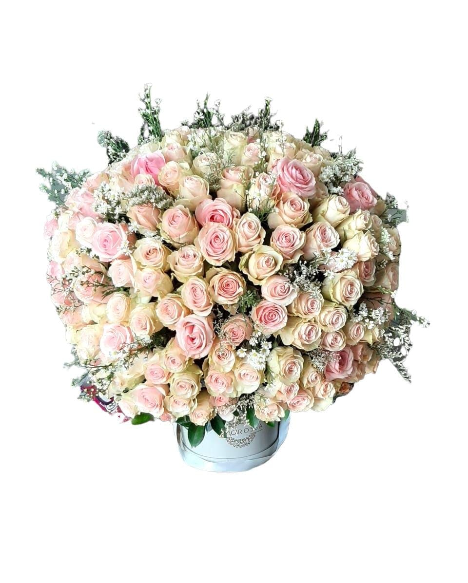 Regala Extravaganza 300 - AMOROSSA