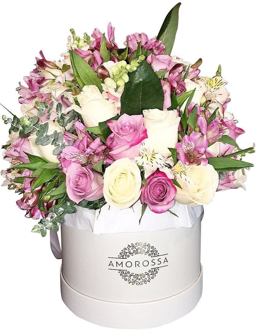 Regala Extravaganza 48 - AMOROSSA