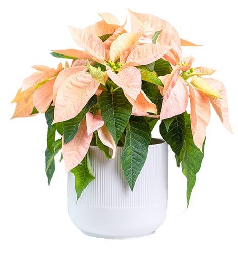 Regala Flor de Pascua - AMOROSSA