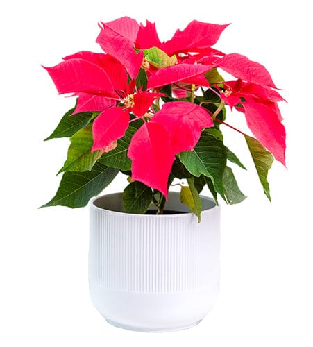 Regala Flor de Pascua - AMOROSSA