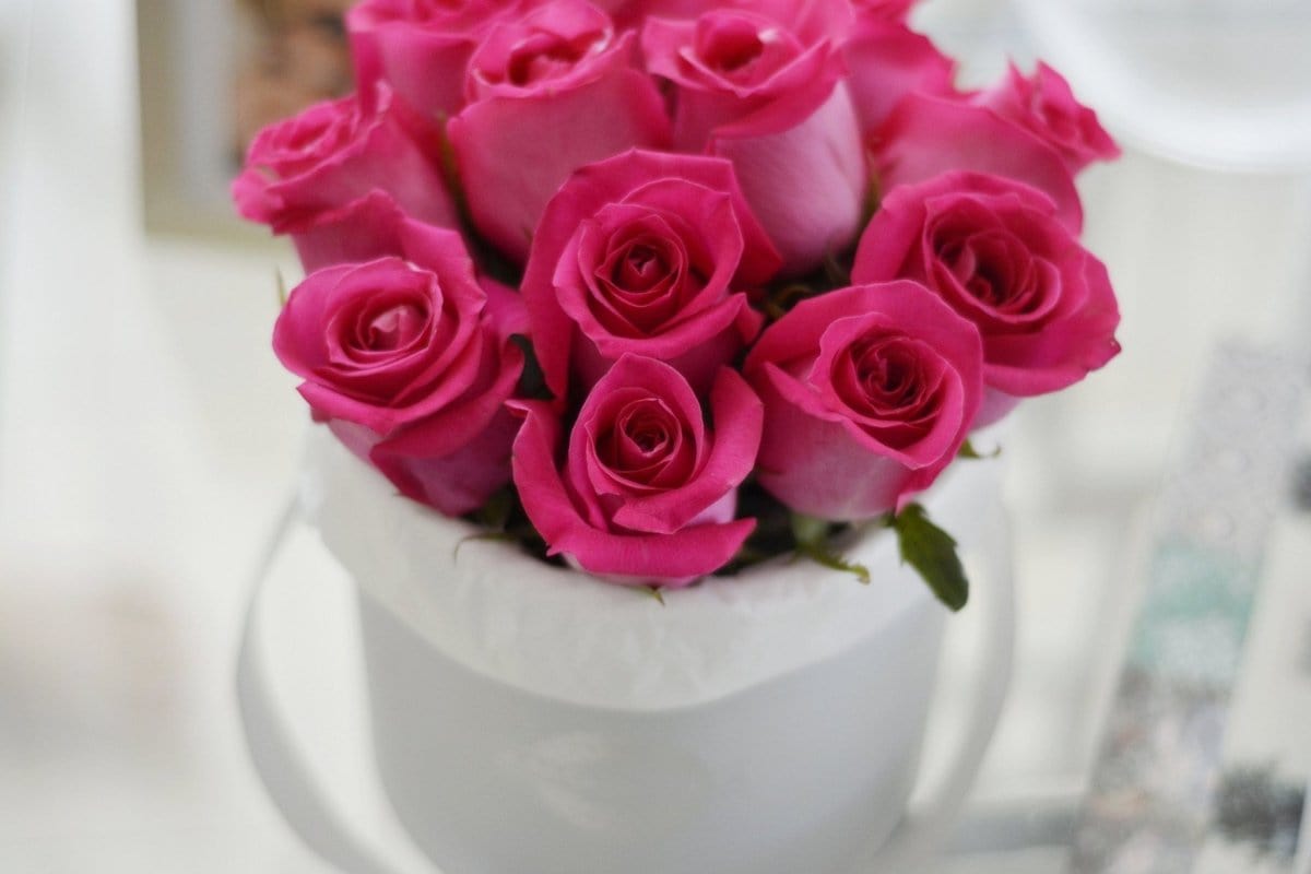 Regala FUCSIA 12 - AMOROSSA