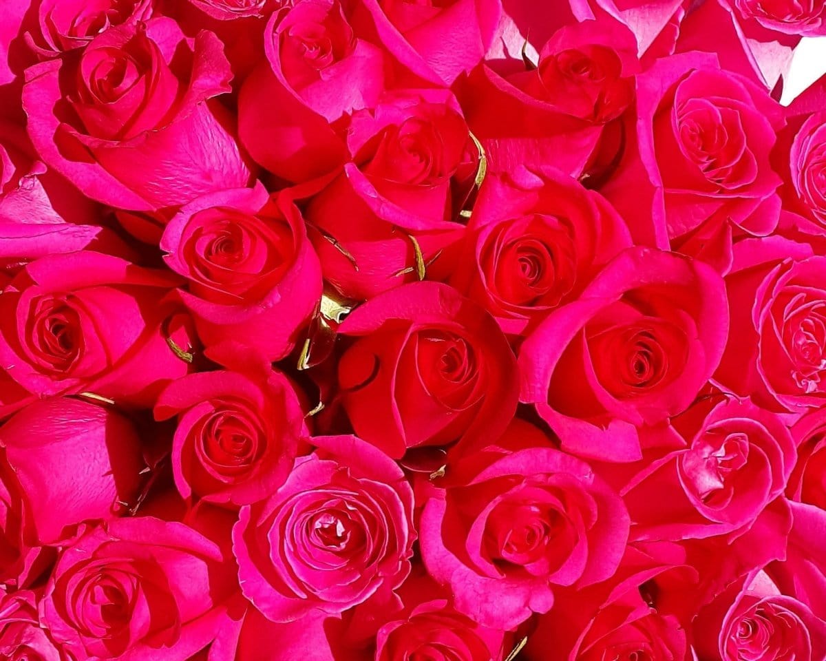 Regala FUCSIA 12 - AMOROSSA