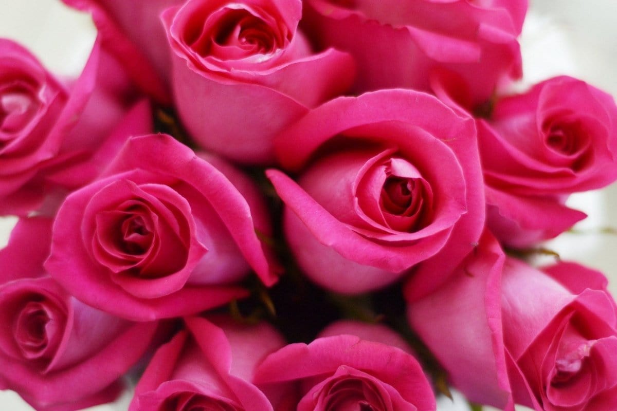 Regala FUCSIA 12 - AMOROSSA