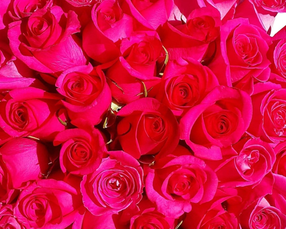 Regala FUCSIA 24 - AMOROSSA