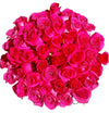 Regala FUCSIA 48 - AMOROSSA