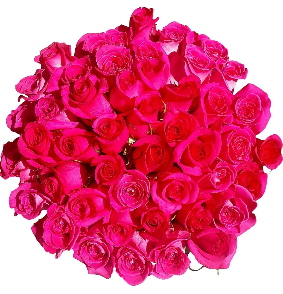 Regala FUCSIA 48 - AMOROSSA