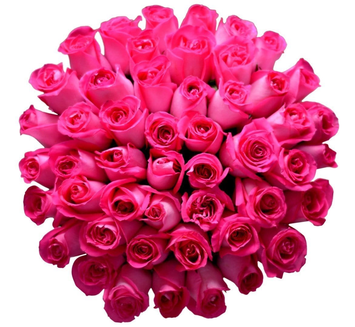 Regala FUCSIA 48 - AMOROSSA