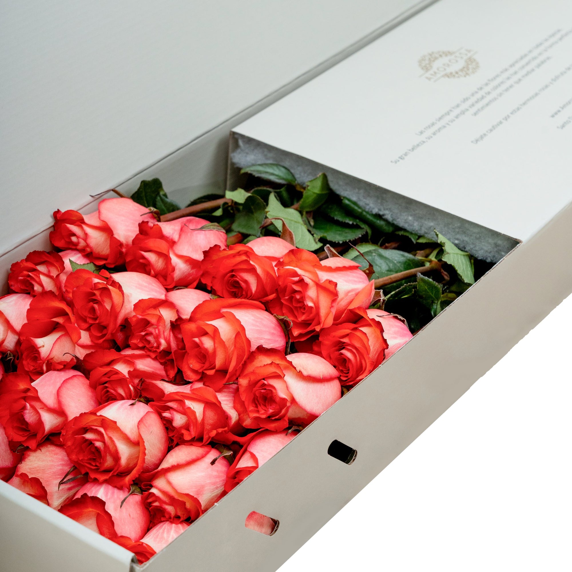 Regala Iguana Rose Box - AMOROSSA
