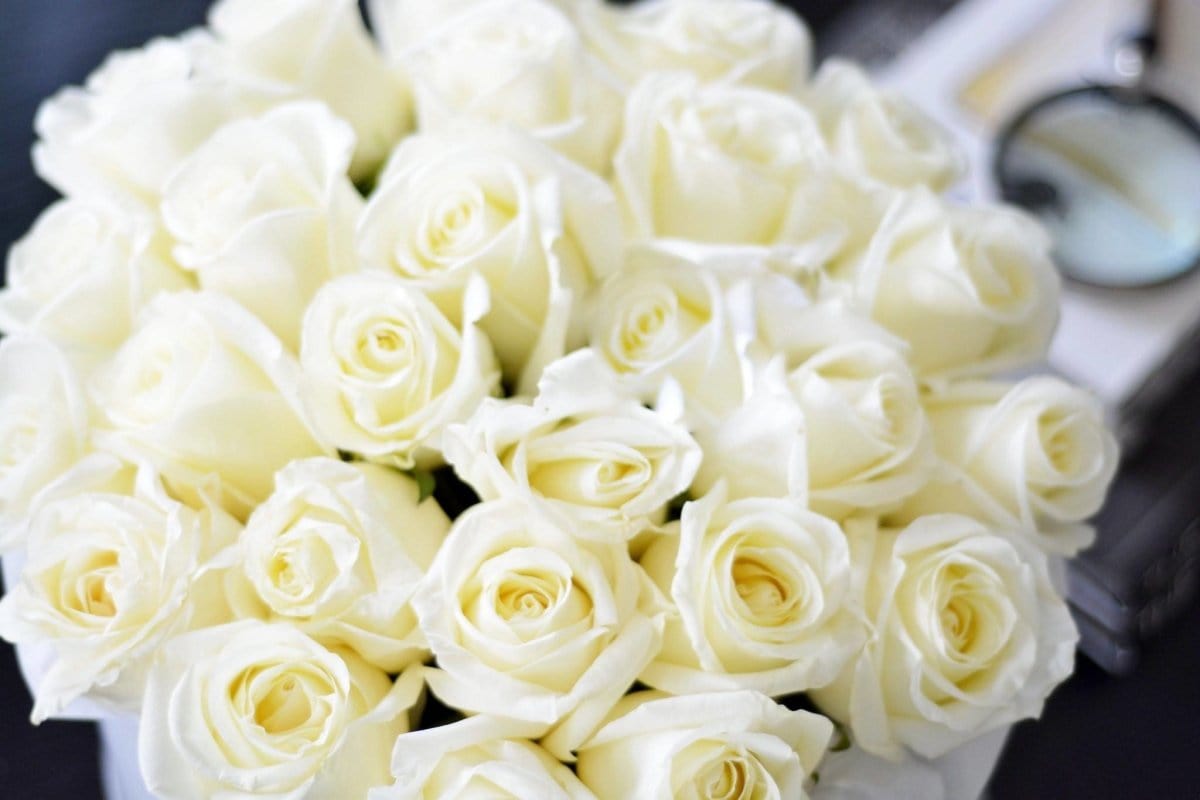 Regala LAVAN 24 - AMOROSSA