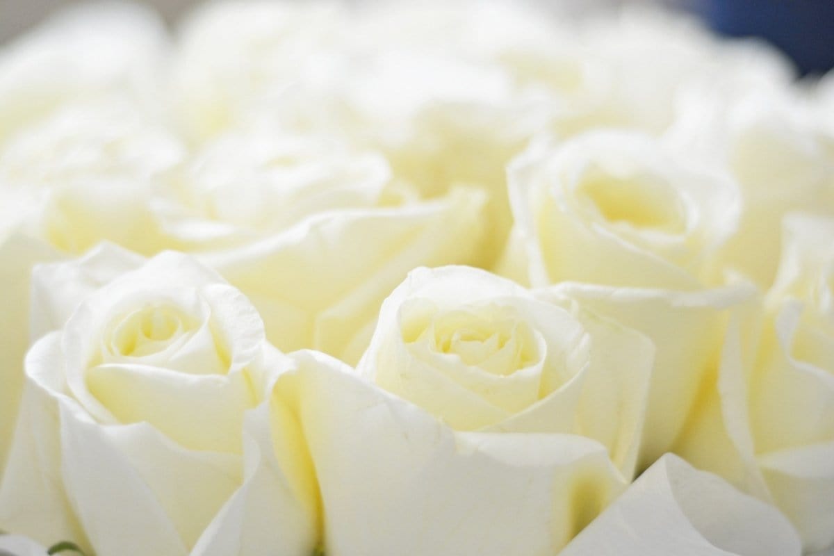 Regala LAVAN 48 - AMOROSSA