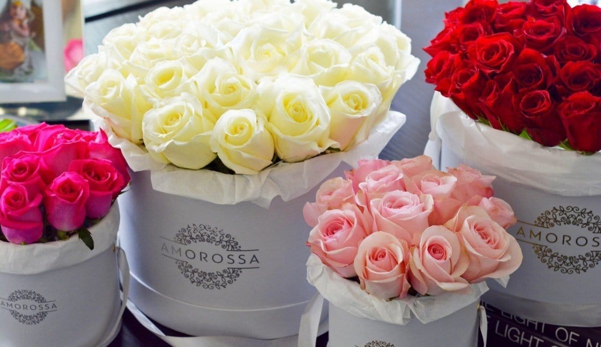 Regala LAVAN 48 - AMOROSSA