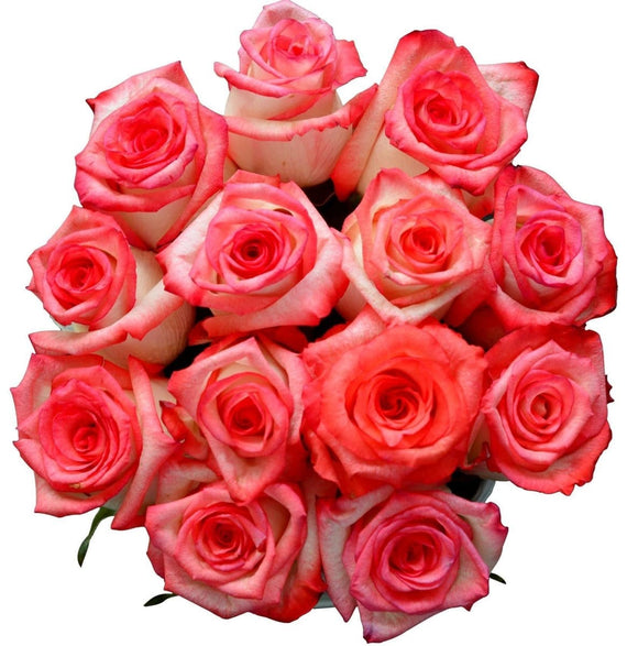 AMOROSSA - LEHAVÁ 12 - 12 pink and red roses in elegant white round box, luxury floral design for Regalar Flores and Delivery rapido de flores.